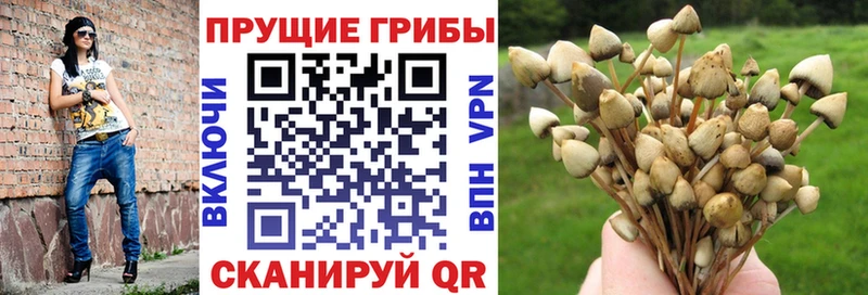 omg онион  купить закладку  Туран  Галлюциногенные грибы Psilocybine cubensis 